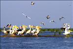 colonie de pelicani